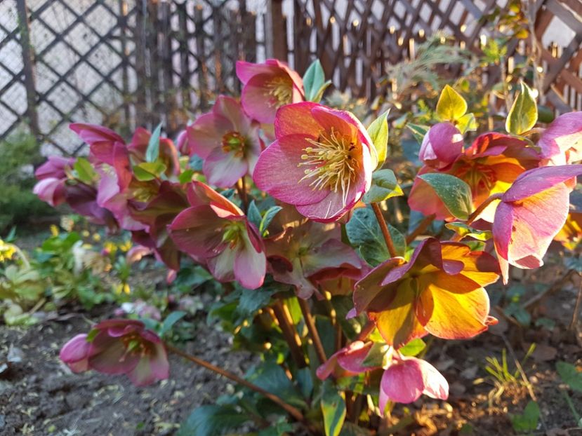 Ice N roses pink - 2020 Helleborus