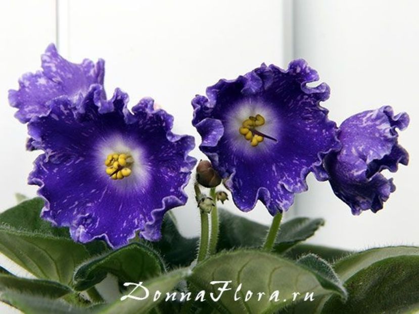 poza net - DS Shining Bell