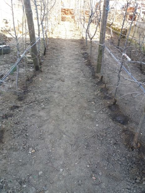  - Lucrari de primavara 2020 la pomi