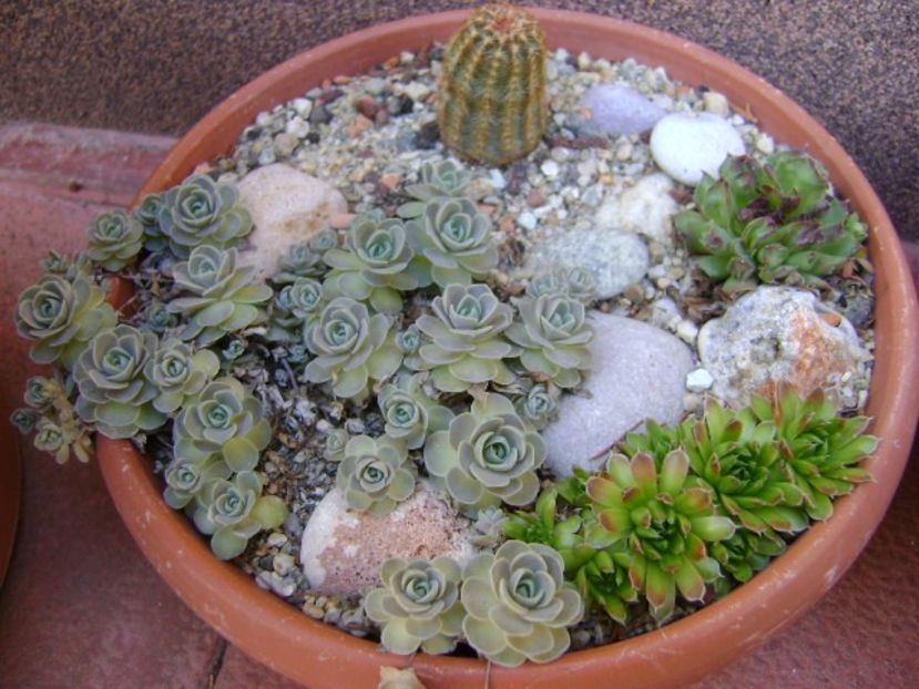 Orostachys iwarenge & Echinocereus viridiflorus - Primavara 2020