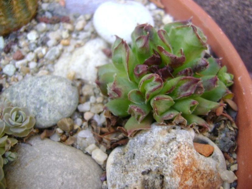 Sempervivum tectorum Oddity - Primavara 2020