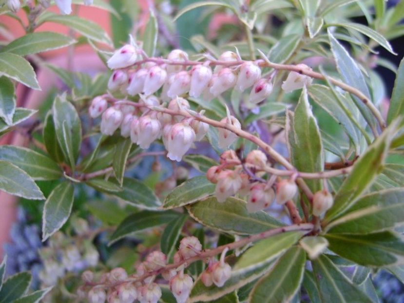 Pieris japonica - Primavara 2020