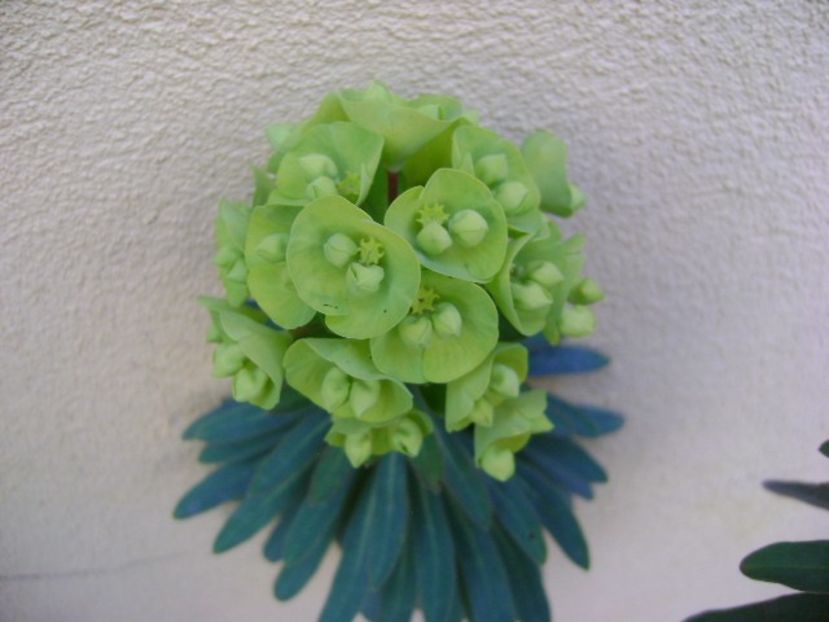 Euphorbia amygdaloides - Primavara 2020