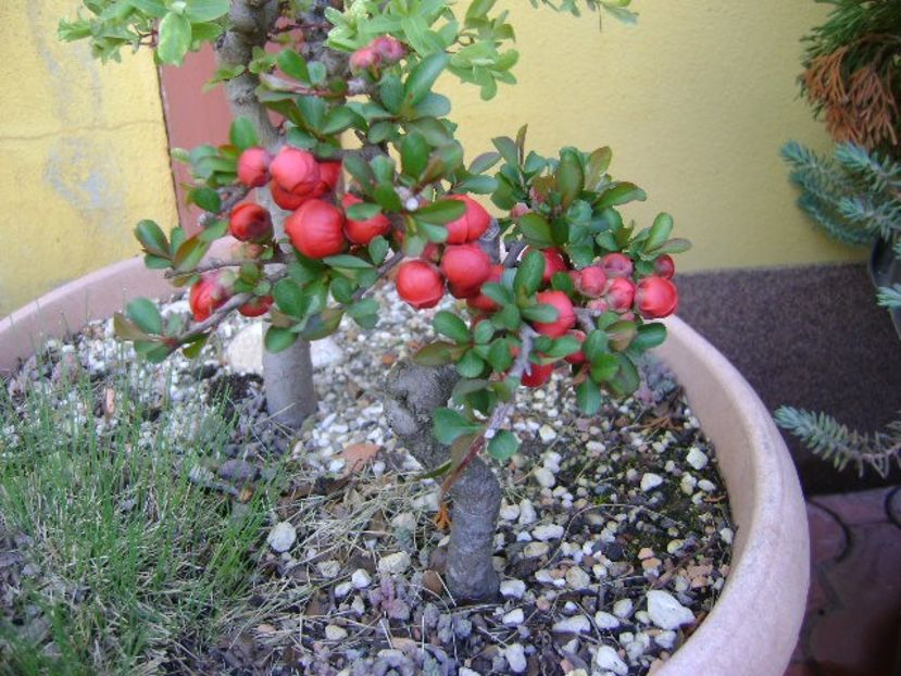 Gutui japonez, bonsai - Primavara 2020
