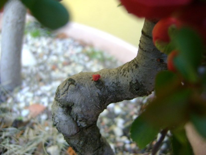 Gutui japonez - Bonsai si prebonsai 2018-2020
