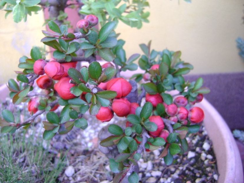 Gutui japonez - Bonsai si prebonsai 2018-2020