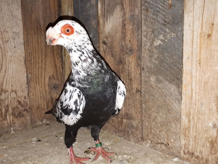 M tardiv vîndut - I3 _ tineret 2019