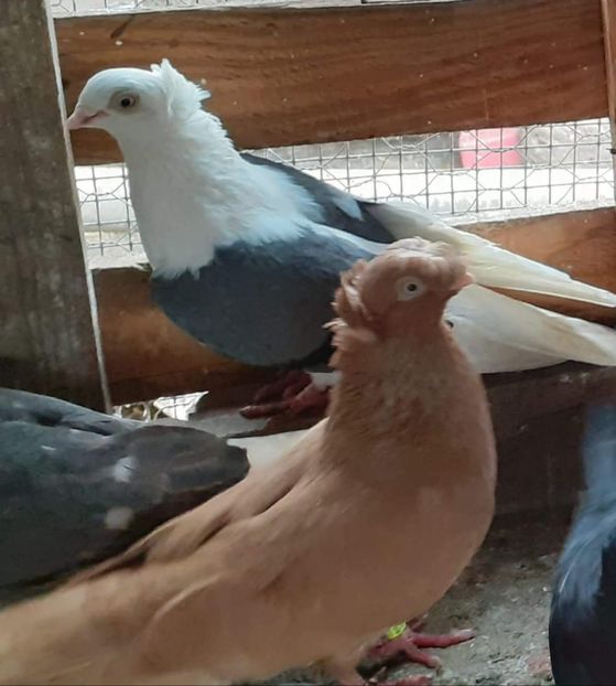  - 8-Jucatorii de Ardeal vechi