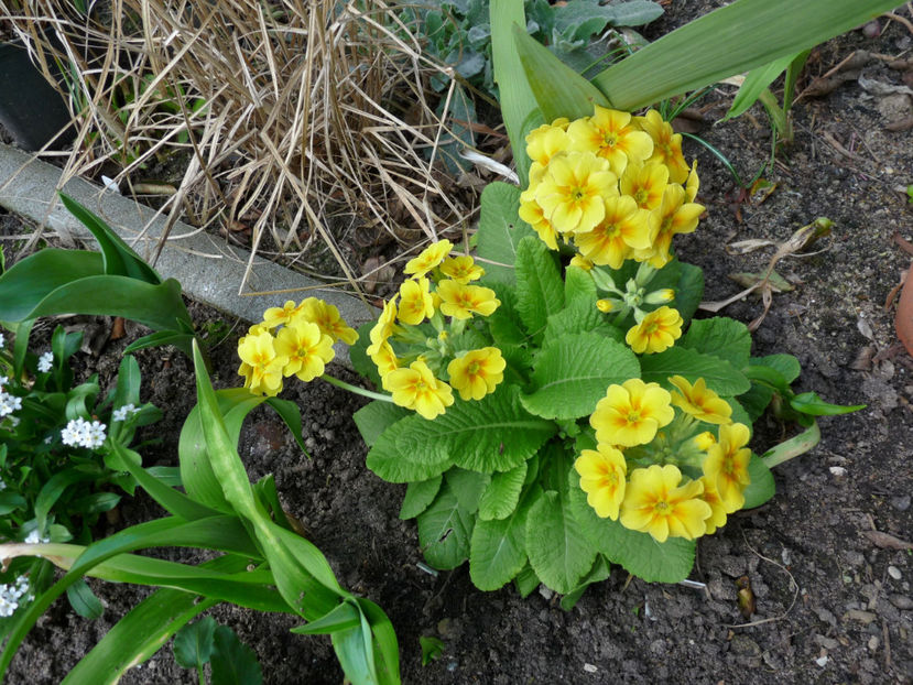  - 2020 - 01 - Primavara