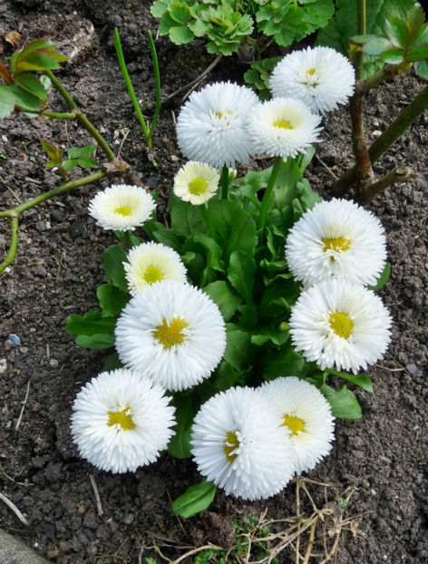  - 2020 - 01 - Primavara