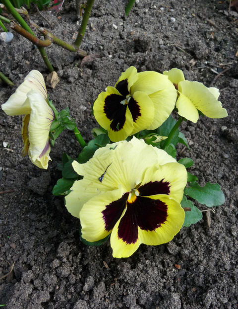  - 2020 - 01 - Primavara