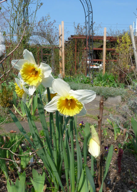  - 2020 - 01 - Primavara