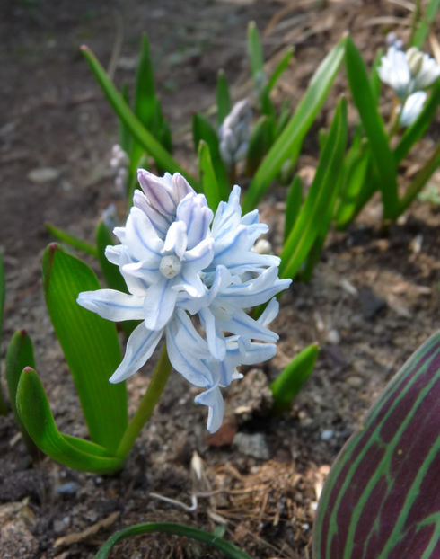  - 2020 - 01 - Primavara