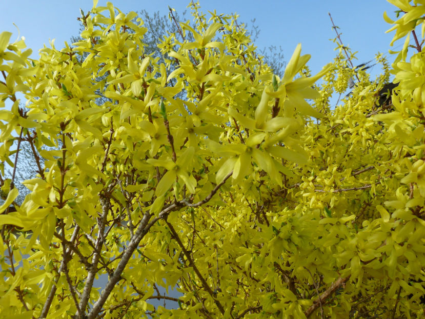  - 2020 - 01 - Primavara