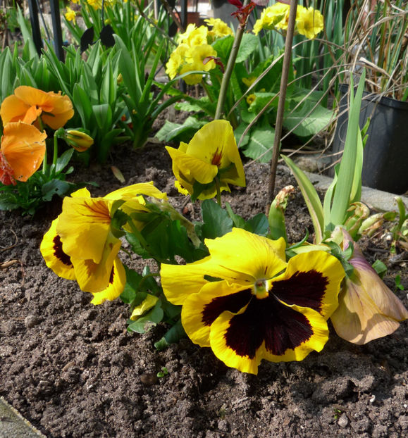  - 2020 - 01 - Primavara