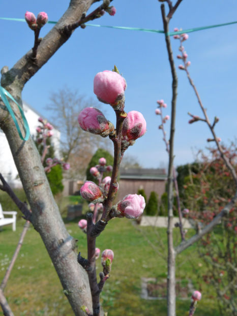  - 2020 - 01 - Primavara