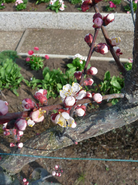  - 2020 - 01 - Primavara