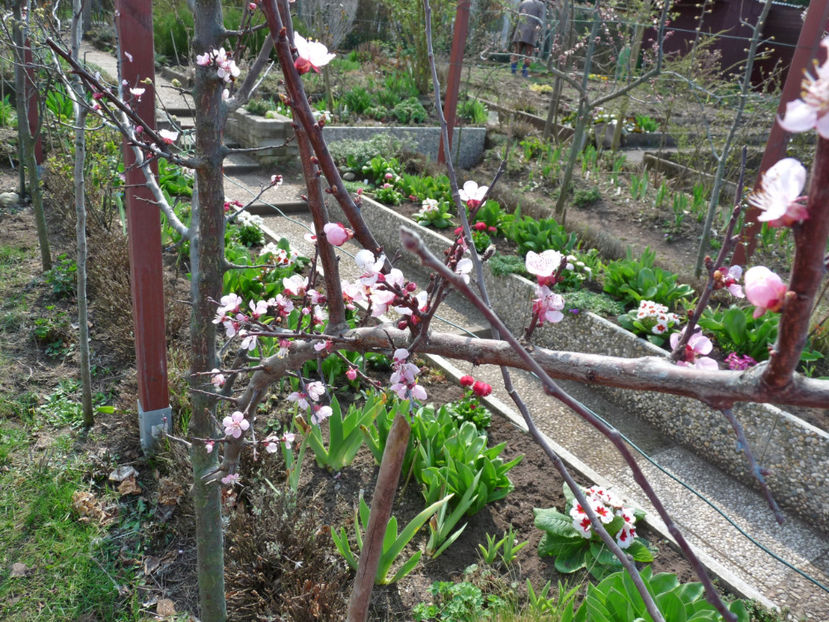  - 2020 - 01 - Primavara