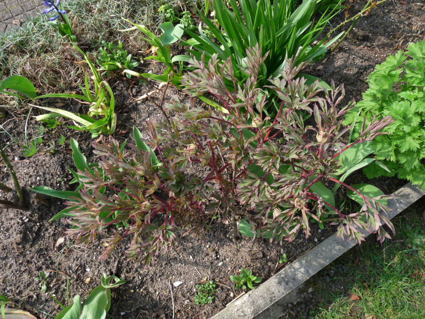  - 2020 - 01 - Primavara