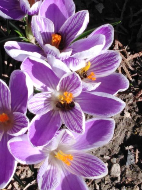  - dragostea  de natura