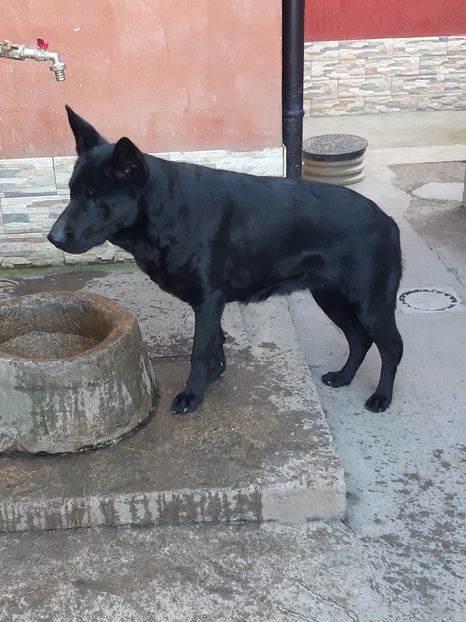  - Ciobanesc german negru