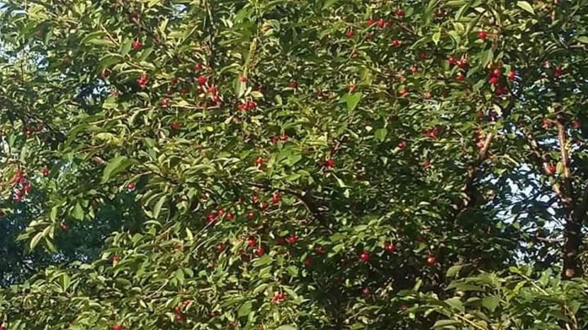 Visine ❤❤❤❤ - - O - Fotografii x