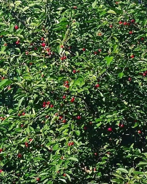  - - O - Fotografii x