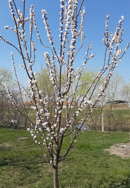 Cais uriaș - Pomi fructiferi