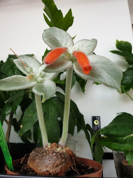 Leucotricha - Sinningia 2020