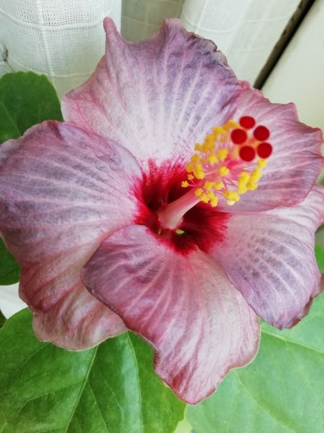  - BARRY SCHLUETER X SHIVA-uscat