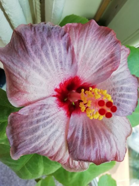  - BARRY SCHLUETER X SHIVA-uscat