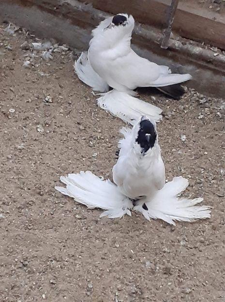 received_889780564775699 - CAP DE MAUR