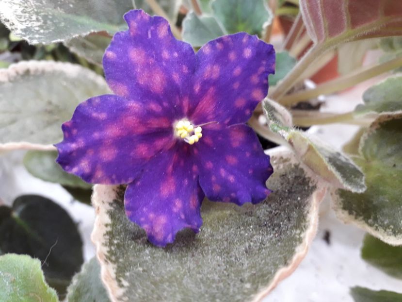 20200303_094611(0) - LE Yuznaya Noch