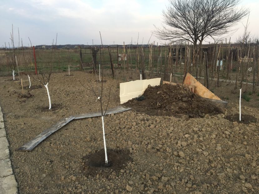 Peri 7 soiuri pruni 3 soiuri cires si vișini - ZZZ Pomi si arbuști fructiferi ZZZ