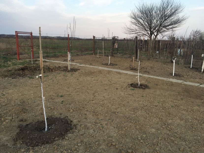  - ZZZ Pomi si arbuști fructiferi ZZZ