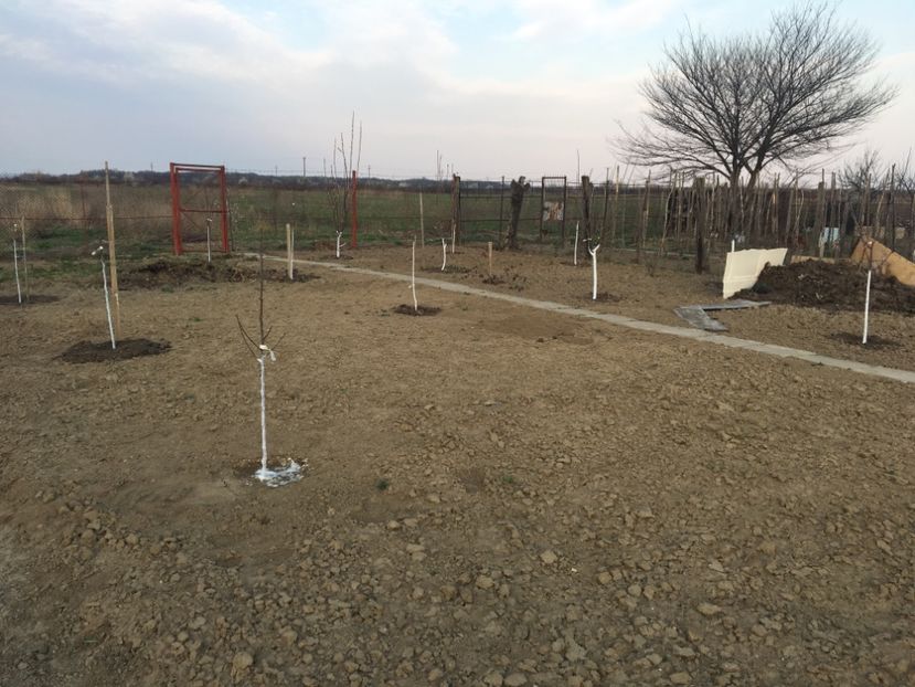  - ZZZ Pomi si arbuști fructiferi ZZZ