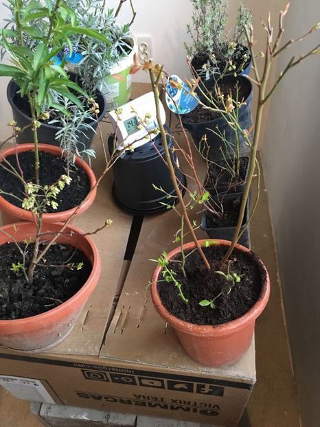 Afini la ghiveci - ZZZ Pomi si arbuști fructiferi ZZZ