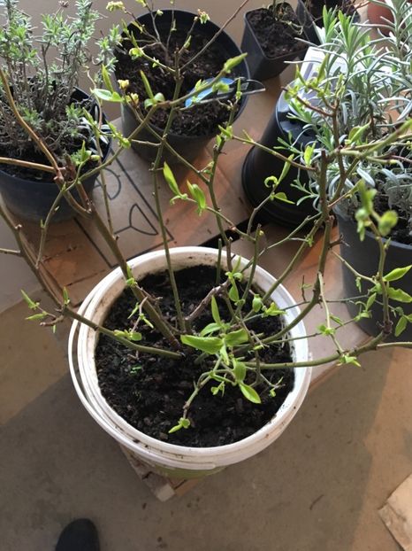 Afini - ZZZ Pomi si arbuști fructiferi ZZZ