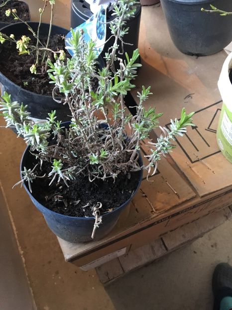 Lavanda - ZZZ Pomi si arbuști fructiferi ZZZ