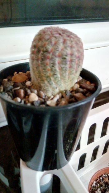 E. rubispinus - Echinocereus