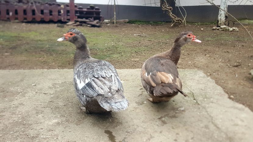 Fetele - 0001 rate lesesti matca 2020 lot 2