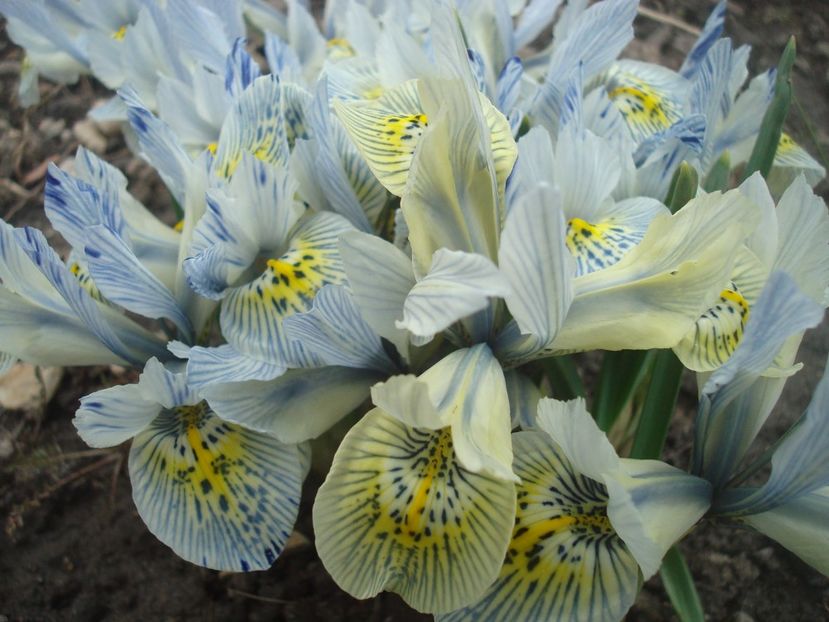  - 3 Irisi reticulata