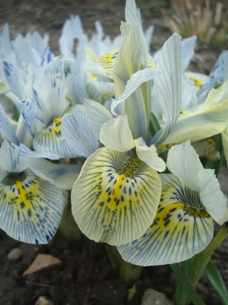  - 3 Irisi reticulata