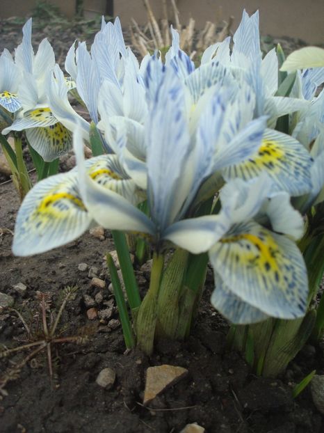  - 3 Irisi reticulata