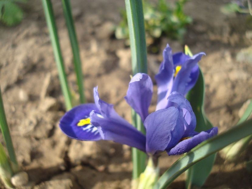  - 3 Irisi reticulata