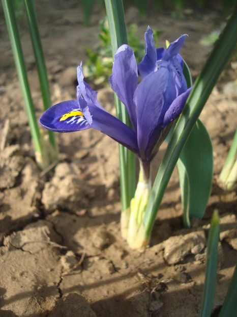  - 3 Irisi reticulata