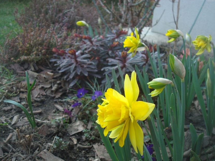 Van Sion - 4 Narcise