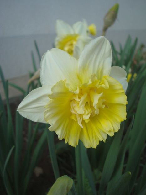 Ice King - 4 Narcise