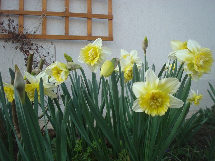 Ice King - 4 Narcise