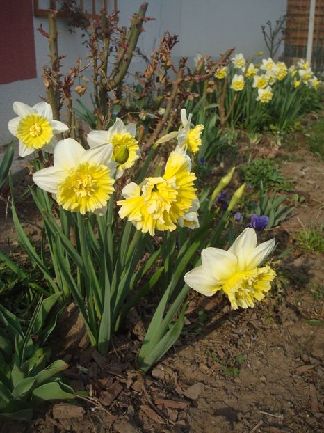 Ice King - 4 Narcise